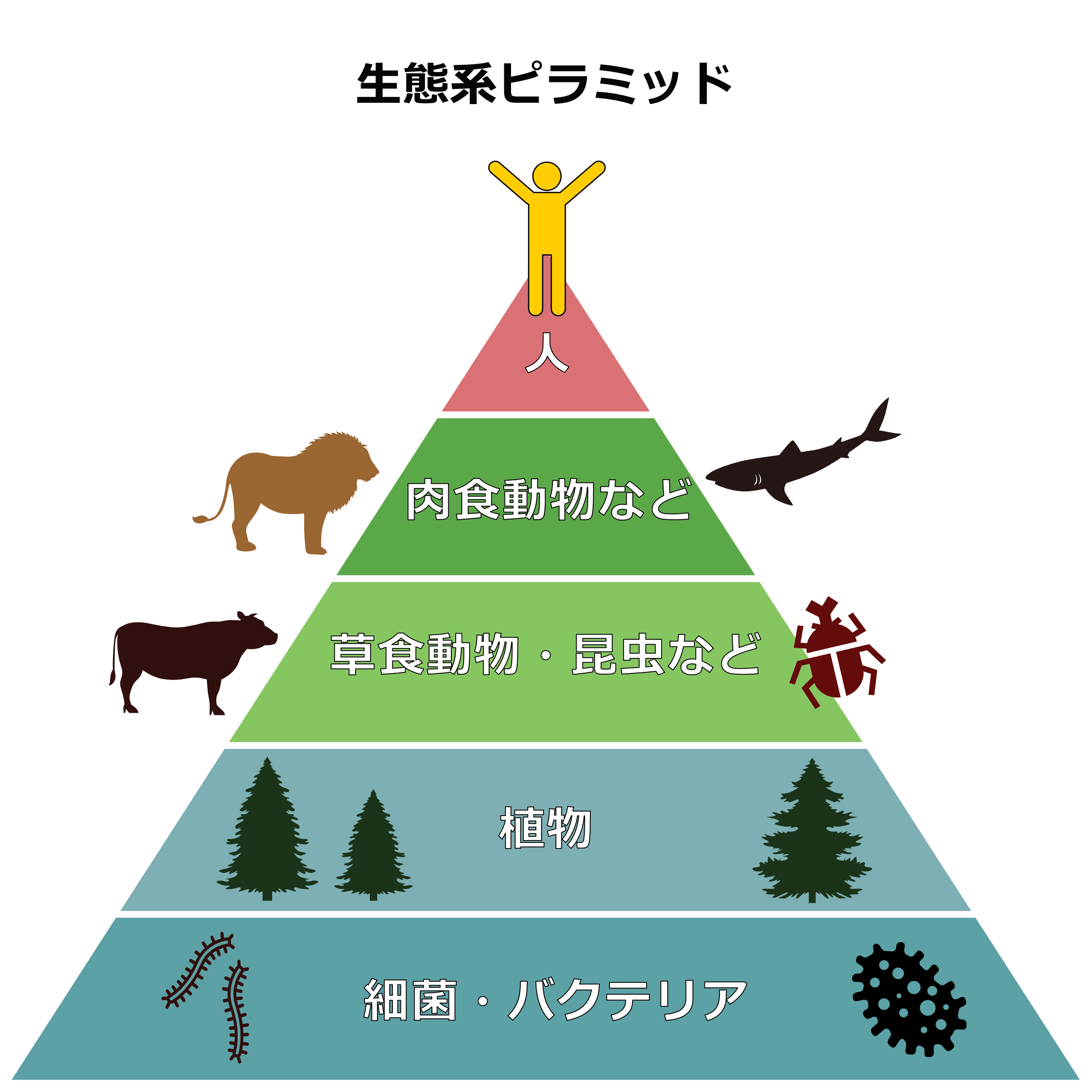生態系ピラミッド